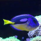 Hippo (Blue) Tang (South Pacific)