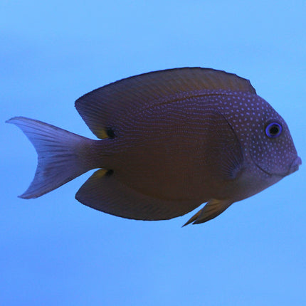 Kole (Blue Eye) Tang (Indian Ocean)