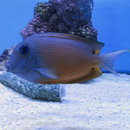 Kole (Blue Eye) Tang (Indian Ocean)