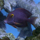 Kole (Gold Eye) Tang (South Pacific)