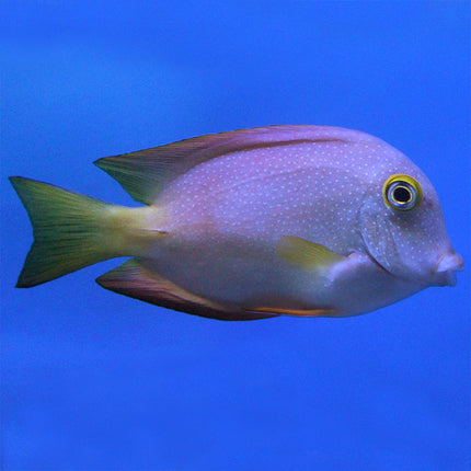 Kole (Gold Eye) Tang (Indian Ocean)