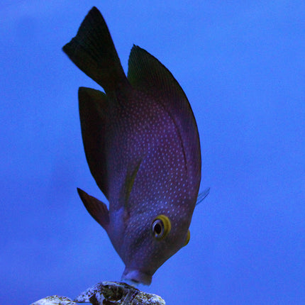 Kole (Gold Eye) Tang (Indian Ocean)