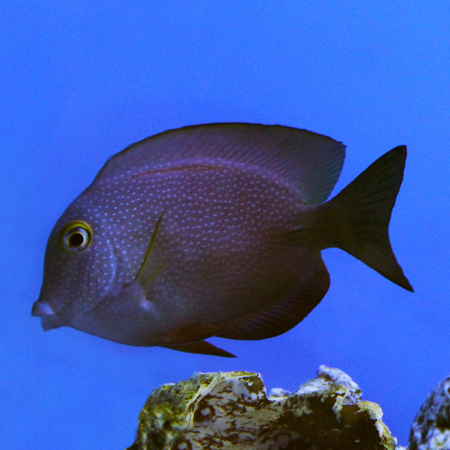 Kole (Gold Eye) Tang (Indian Ocean)