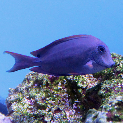 Lavender Tang (South Pacific)