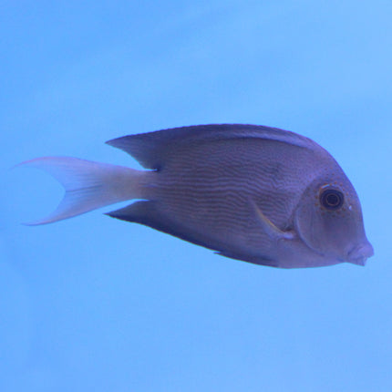 Lavender Tang (South Pacific)