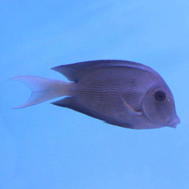 Lavender Tang (South Pacific)