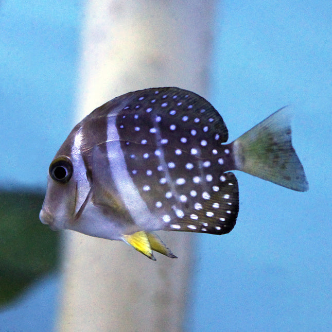 Mustard Tang (Indian Ocean)