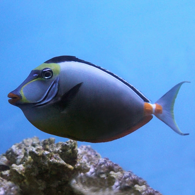 Naso Tang (Asia Pacific)