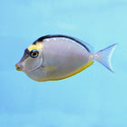 Naso Tang (Asia Pacific)