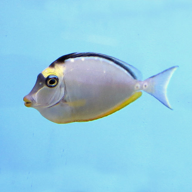 Naso Tang (Asia Pacific)