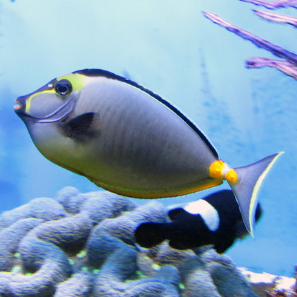 Naso Tang (South Pacific)