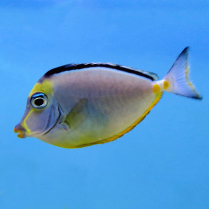 Naso Tang (South Pacific)