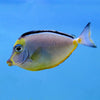 Naso Tang (South Pacific)