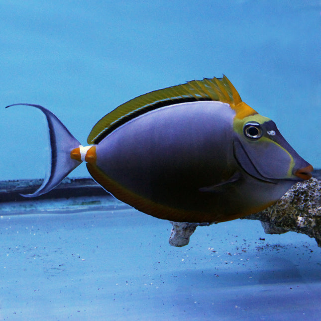 Blonde Naso Tang (Indian Ocean)