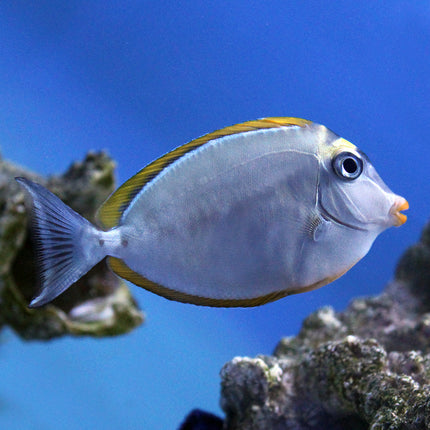 Blonde Naso Tang (Indian Ocean)