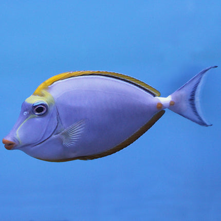 Blonde Naso Tang (Indian Ocean)