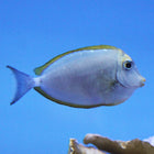 Blonde Naso Tang (Indian Ocean)