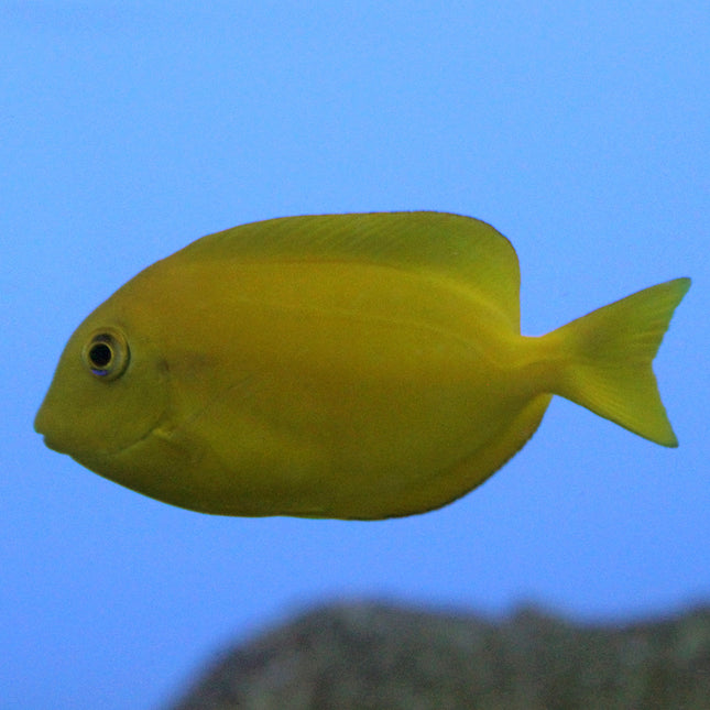 Orange Shoulder Tang (South Pacific)