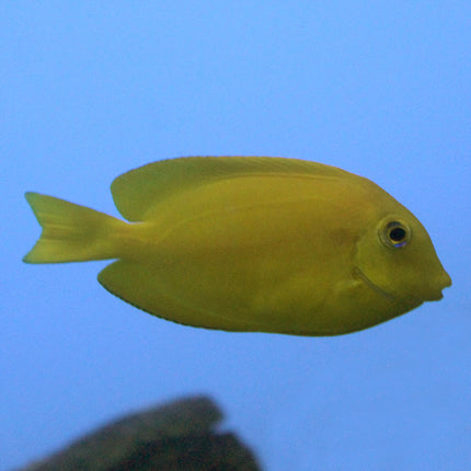 Orange Shoulder Tang (South Pacific)