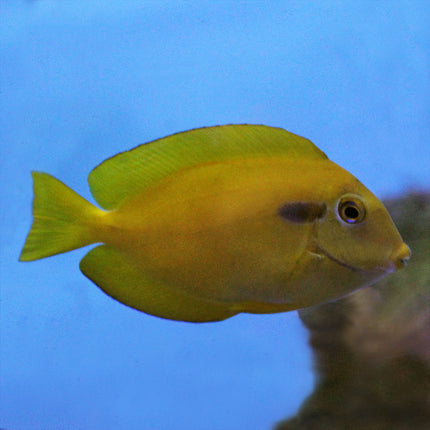 Orange Shoulder Tang (South Pacific)