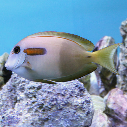 Orange Shoulder Tang (South Pacific)