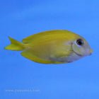 Orange Shoulder Tang (Asia Pacific)