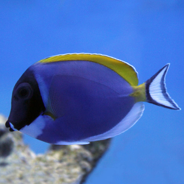 Powder Blue Tang (Indian Ocean)