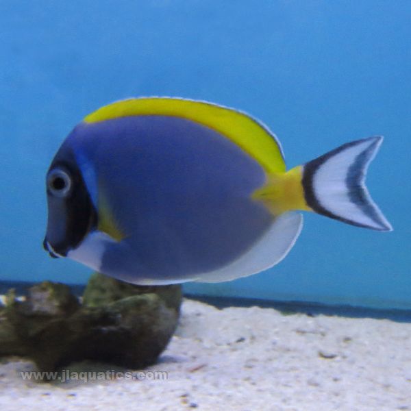 Powder Blue Tang (Indian Ocean)