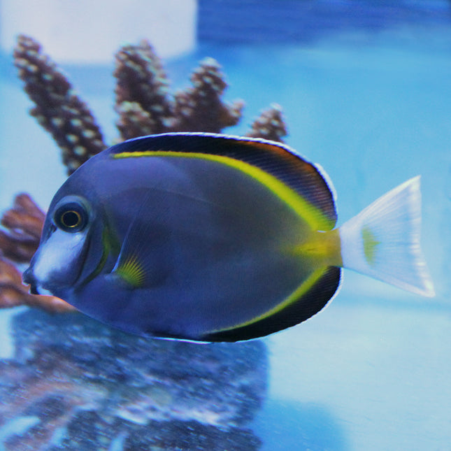 Powder Brown Tang (Asia Pacific)