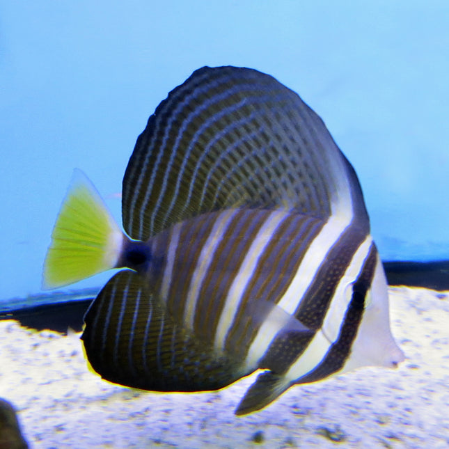 Sailfin Tang (Asia Pacific)