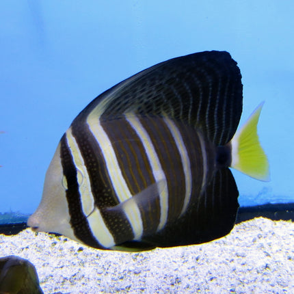 Sailfin Tang (Asia Pacific)