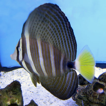 Sailfin Tang (Asia Pacific)