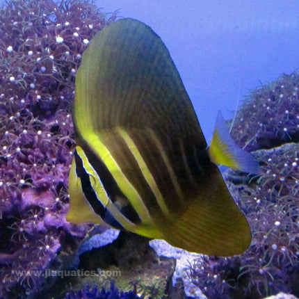 Sailfin Tang (Asia Pacific)