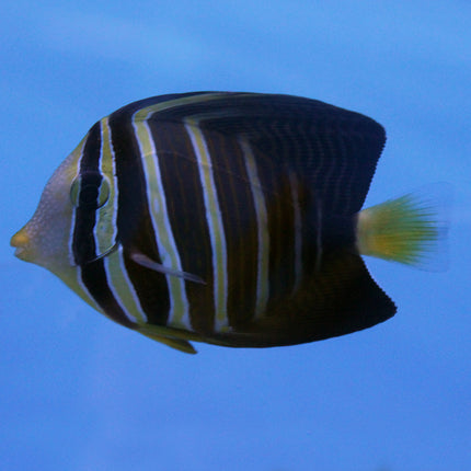 Sailfin Tang (Indian Ocean)