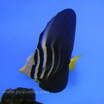 Sailfin Tang (Indian Ocean)