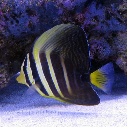 Sailfin Tang (Indian Ocean)