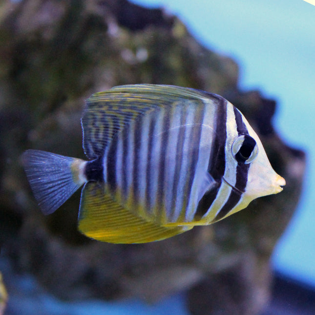 Sailfin Tang (Red Sea)