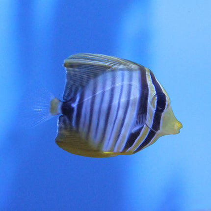 Sailfin Tang (Red Sea)