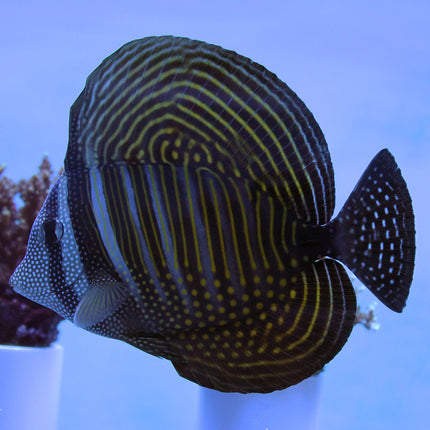 Sailfin Tang (Red Sea)