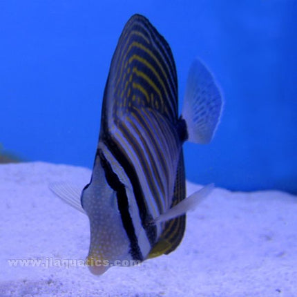 Sailfin Tang (Red Sea)