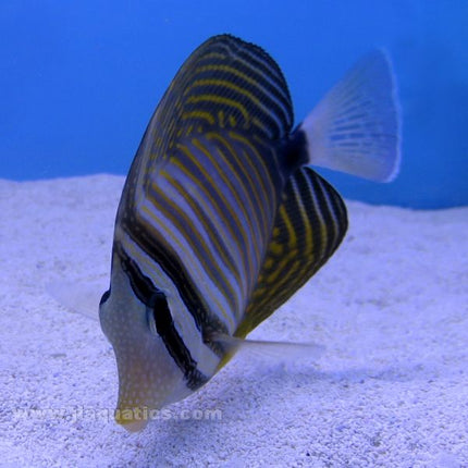 Sailfin Tang (Red Sea)