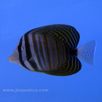 Sailfin Tang (Red Sea)