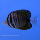 Sailfin Tang (Red Sea)