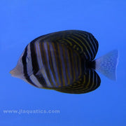 Sailfin Tang (Red Sea)
