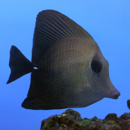 Scopas Tang (Asia Pacific)