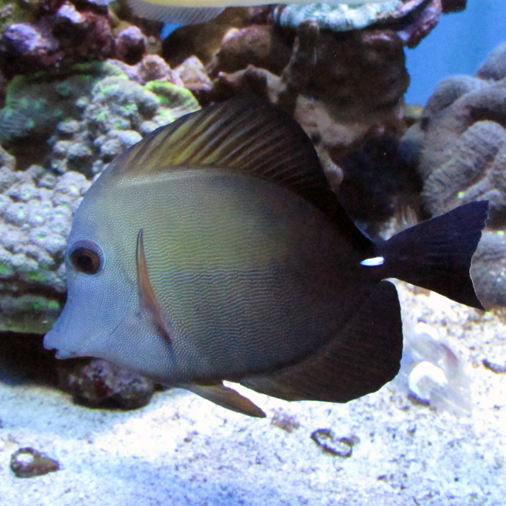 Scopas Tang (Asia Pacific)