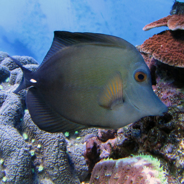 Scopas Tang (Asia Pacific)