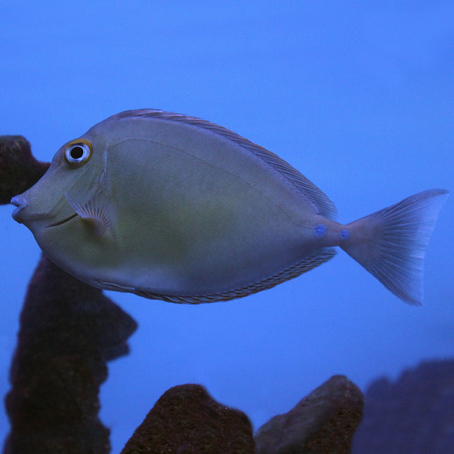 Blue Spine Unicorn Tang (Indian Ocean)