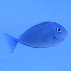 Blue Spine Unicorn Tang (Indian Ocean)