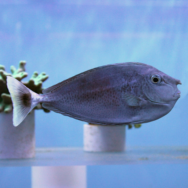 Spotted Unicorn Tang (Indian Ocean)